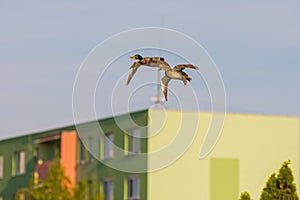 Wild ducks, male and female flying over the river