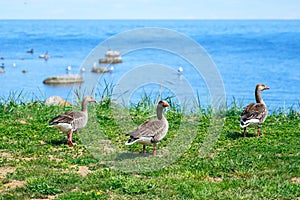 Wild ducks Mallard Anas platyrhynchos standing on the shore, female wild duck outside. Sweden