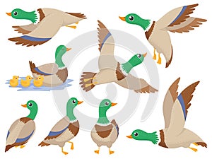 Wild ducks. Mallard duck, cute flying goose and green headed swimming canard isolated cartoon vector illustration set