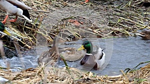 Wild ducks mallard fuss in a narrow creek