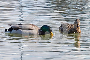 Wild ducks Mallard Male and Female Anas platyrhynchos.