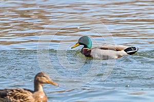 Wild ducks Mallard Male and Female Anas platyrhynchos.