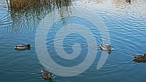 Wild ducks Mallard on water surface