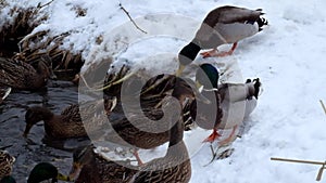 Wild ducks mallards fuss on the snowy bank of the river in winter