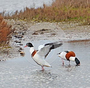 Wild ducks in the marsh