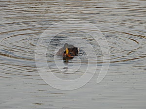 Wild ducks during mating