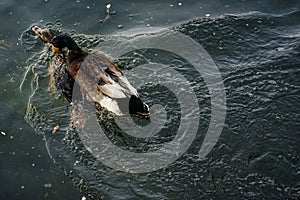 Wild ducks mating on the water