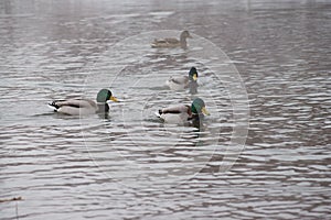 Wild ducks, migratory birds of Russia