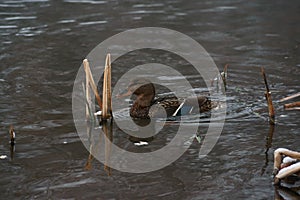 Wild ducks, migratory birds of Russia