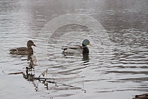 Wild ducks, migratory birds of Russia