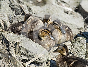 Wild ducks in nest, small mallards family