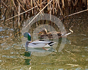 Wild ducks pair