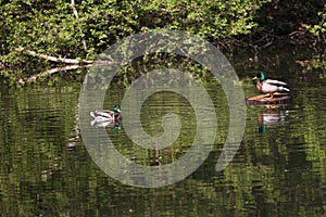 Wild ducks in the park. Mallard Duck in nature in the lake. Cover photo with ducks. Birds background. Fauna pattern. Birds and ani photo