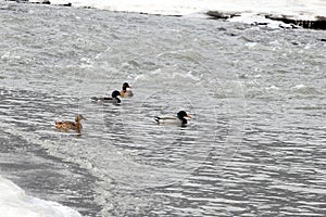 Wild ducks play together in the fast-flowing streams in the mountainous area.