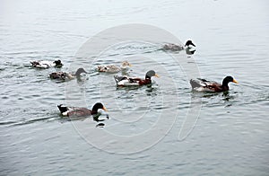 Several wild ducks swam towards the shore..