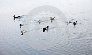 Several wild ducks swam towards the shore.