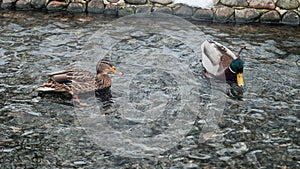 Wild ducks in pond.