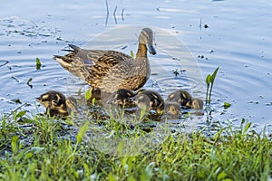 Wild ducks on the pond in the park.