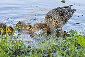 Wild ducks on the pond in the park.