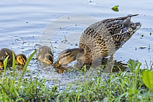 Wild ducks on the pond in the park.