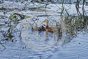 Wild ducks on the pond in the park.