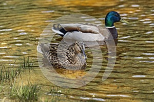 Wild ducks on the pond in the park.