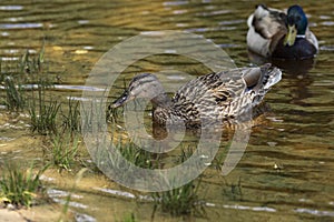 Wild ducks on the pond in the park.