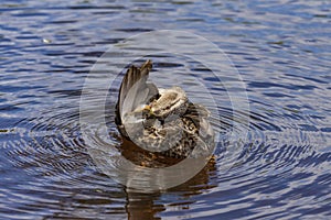 Wild ducks on the pond in the park.