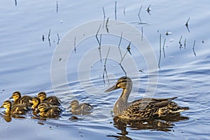 Wild ducks on the pond in the park.