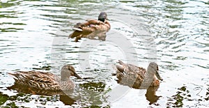 wild ducks on a pond water. wild life of city parks. animals in the forest