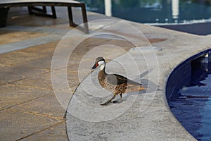 Wild ducks at the pool in the Dominican Republic