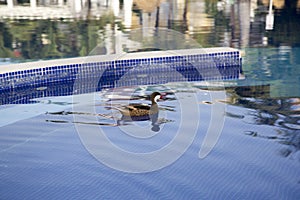 Wild ducks at the pool in the Dominican Republic