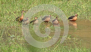 Wild Ducks with Rain Forest