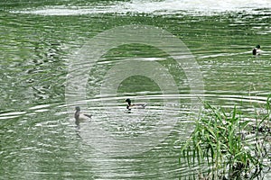 The wild ducks in the reed pond. photo