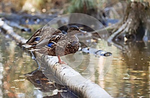 Wild ducks is resting in a pond