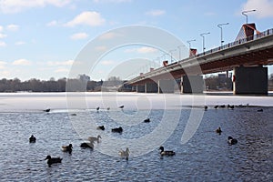 Wild ducks on the river