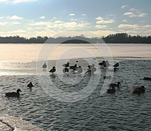 Wild ducks on the river