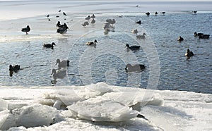 Wild ducks on the river