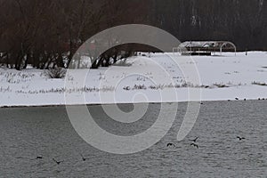 Wild ducks on the river Borcea