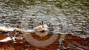 Wild ducks on the river in Maglaj, Bosnia Herzegowina, background