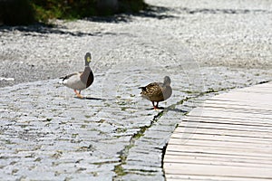 Ducks at Strbske pleso