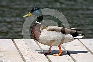 Ducks at Strbske pleso