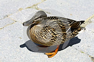 Ducks at Strbske pleso