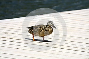 Ducks at Strbske pleso