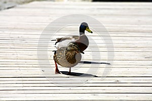 Ducks at Strbske pleso