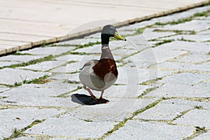 Ducks at Strbske pleso