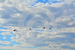 Wild ducks in the sky over Peterhof, St. Petersburg, Russia