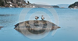 Wild ducks sleep on a rock on the river