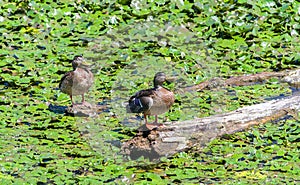 Wild ducks on a snag among lilies