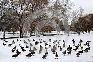 Wild ducks in the snow near the frozen canal